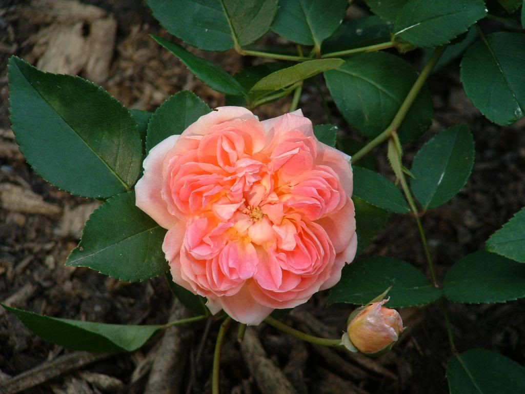 Borderer photo 045_zpsb705cac7.jpg